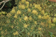 Mallotus philippensis